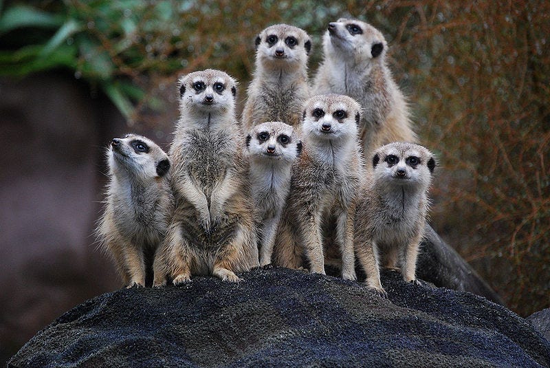 File:Suricata suricatta -Auckland Zoo -group-8a.jpg