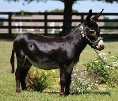 Herdsire Miniature Donkeys For Sale ...
