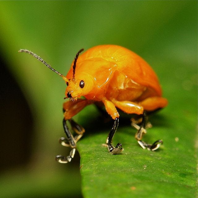 itchydogimages | Weird insects, Leaf beetle, Cool insects
