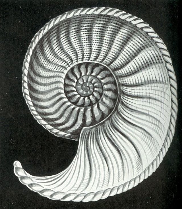 A black-and-white illustration of the interior of a seashell