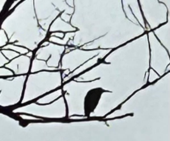 A squatty green heron in silhouette