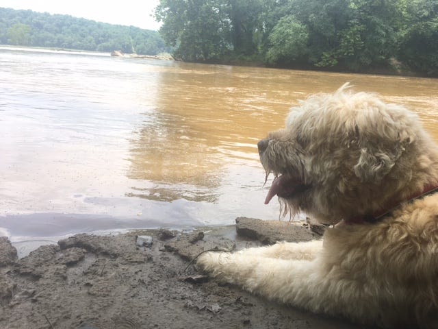 A white, curly-haired dog sits in the mud, on the right side of the photo. The dog is panting and looking at a brown river, with green trees in the distance.
