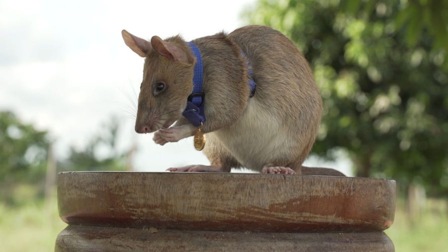 landmine rats against toxic masculinity