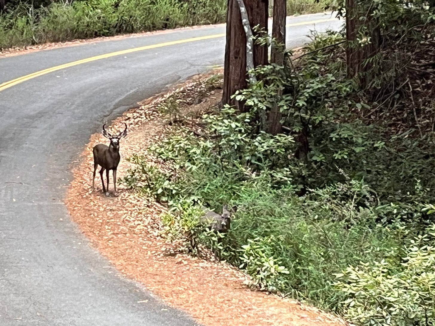 Buck and doe near a paved road in a forest