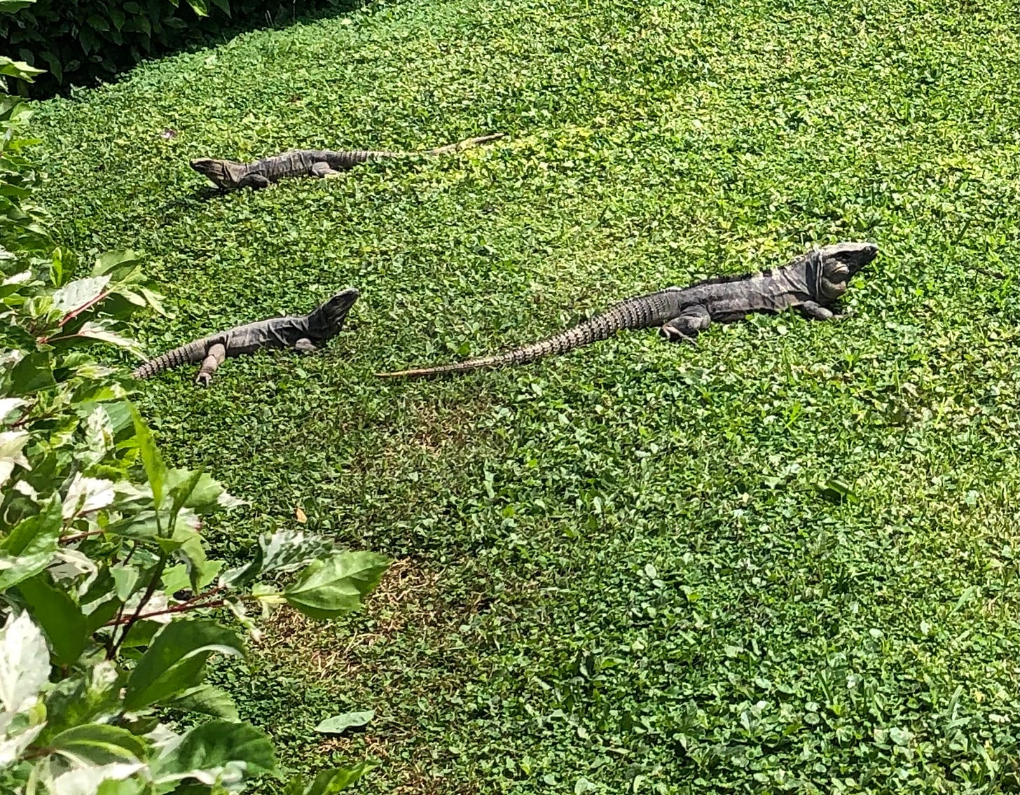 A grassy slope with three iguanas.