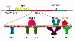 Image of transcription factor binding sites