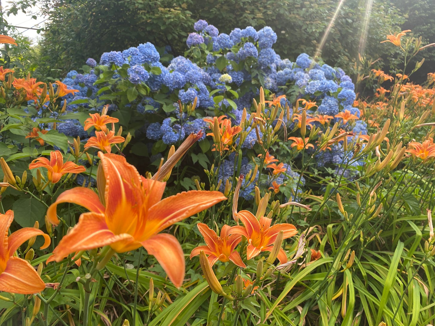 sunlight shines over orange lilies and blue hydragenas