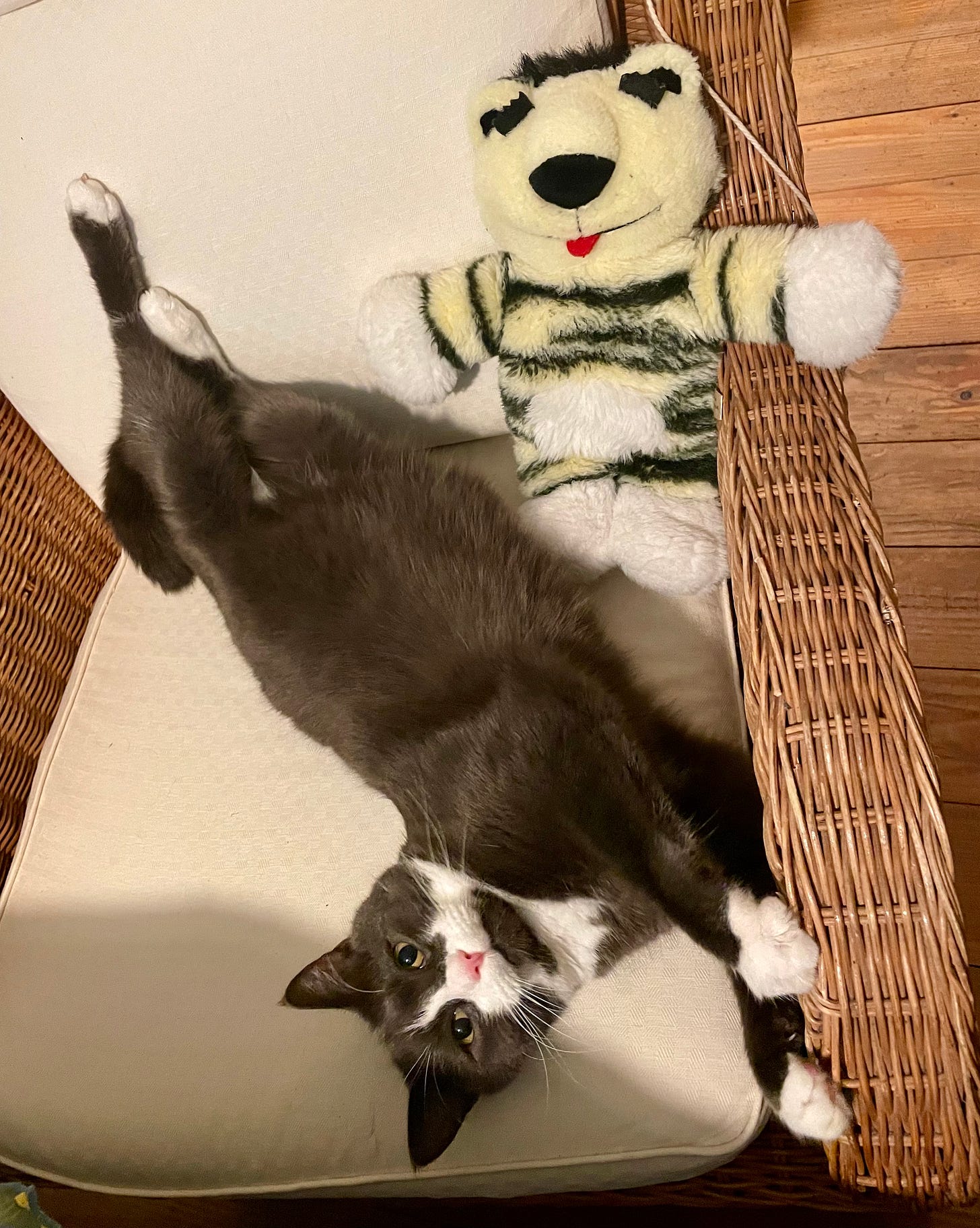  A gray and white cat lies stretched out on a cream-colored cushion in a wicker chair, with its front paws extended and one back leg playfully raised. The cat has a relaxed expression, gazing up at the camera. Beside the cat is a plush toy resembling a tiger with a cheerful face, adding a whimsical touch to the scene.