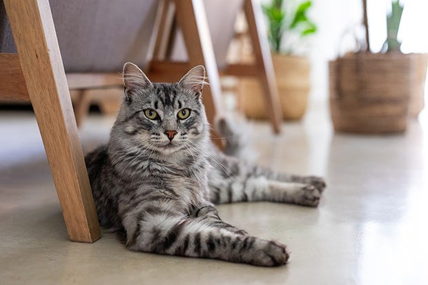 Calm cat looking pinning - stock photo Calm cat looking pinning - stock photo