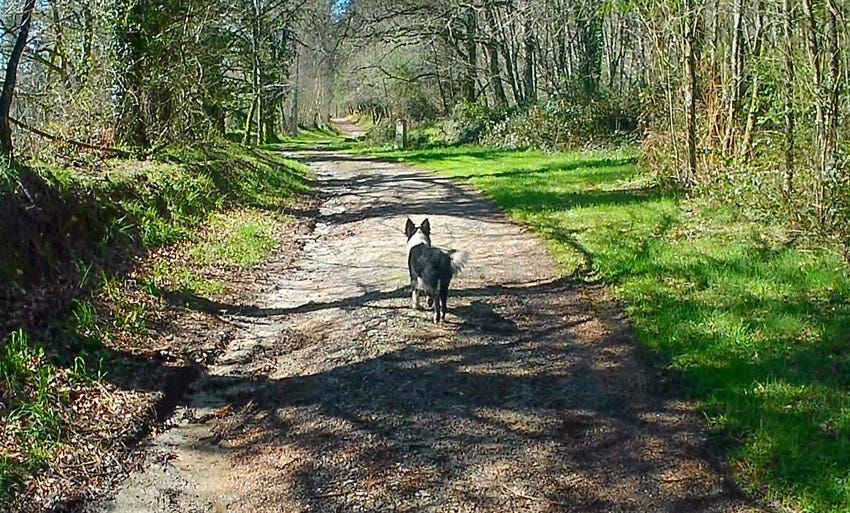 Perro en medio del camino primitivo