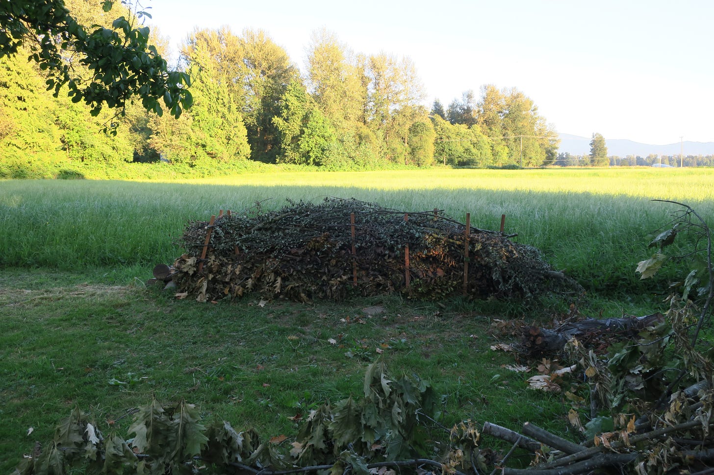 dead hedge