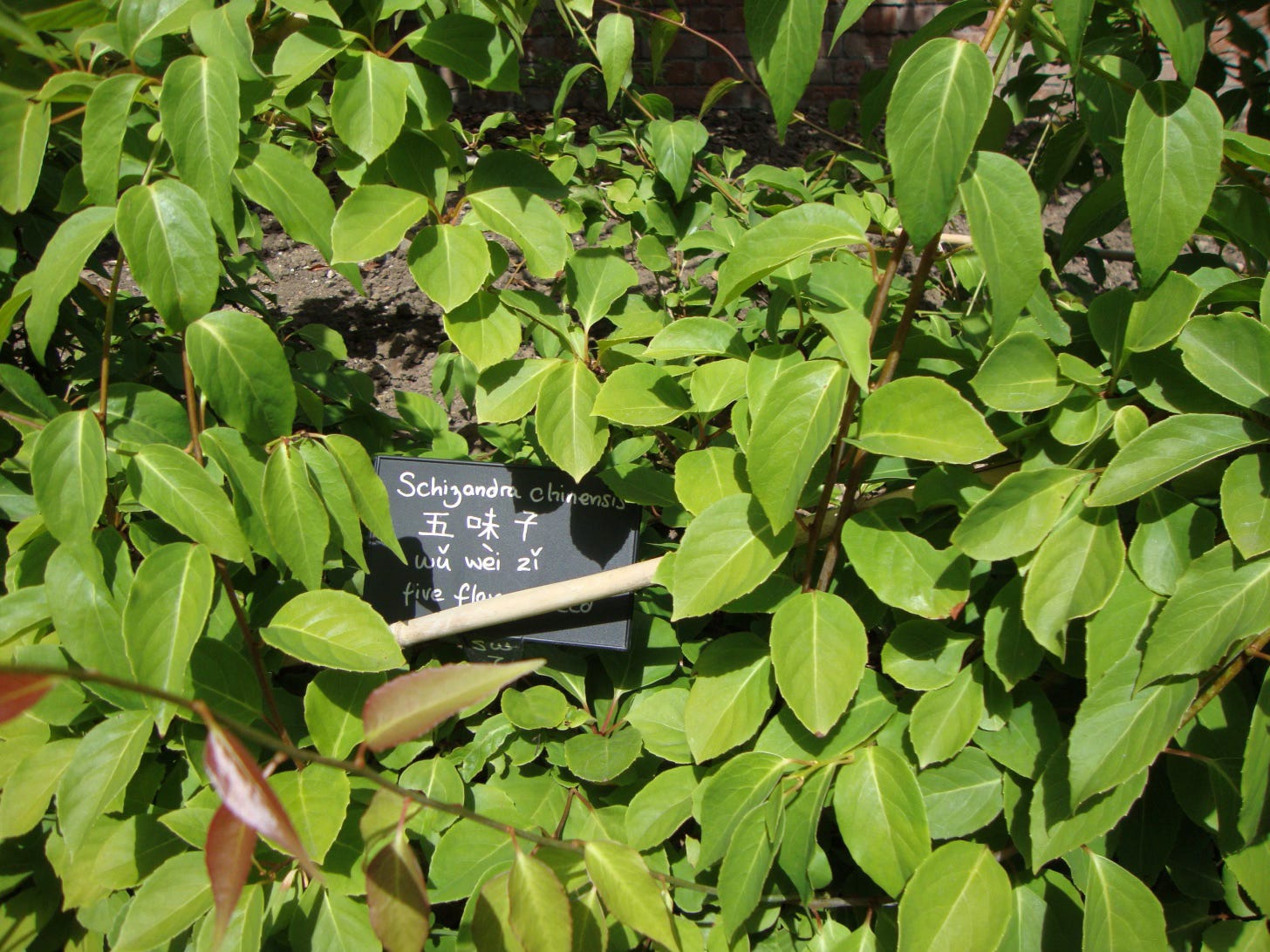 Leafy magnolia vine with plant label