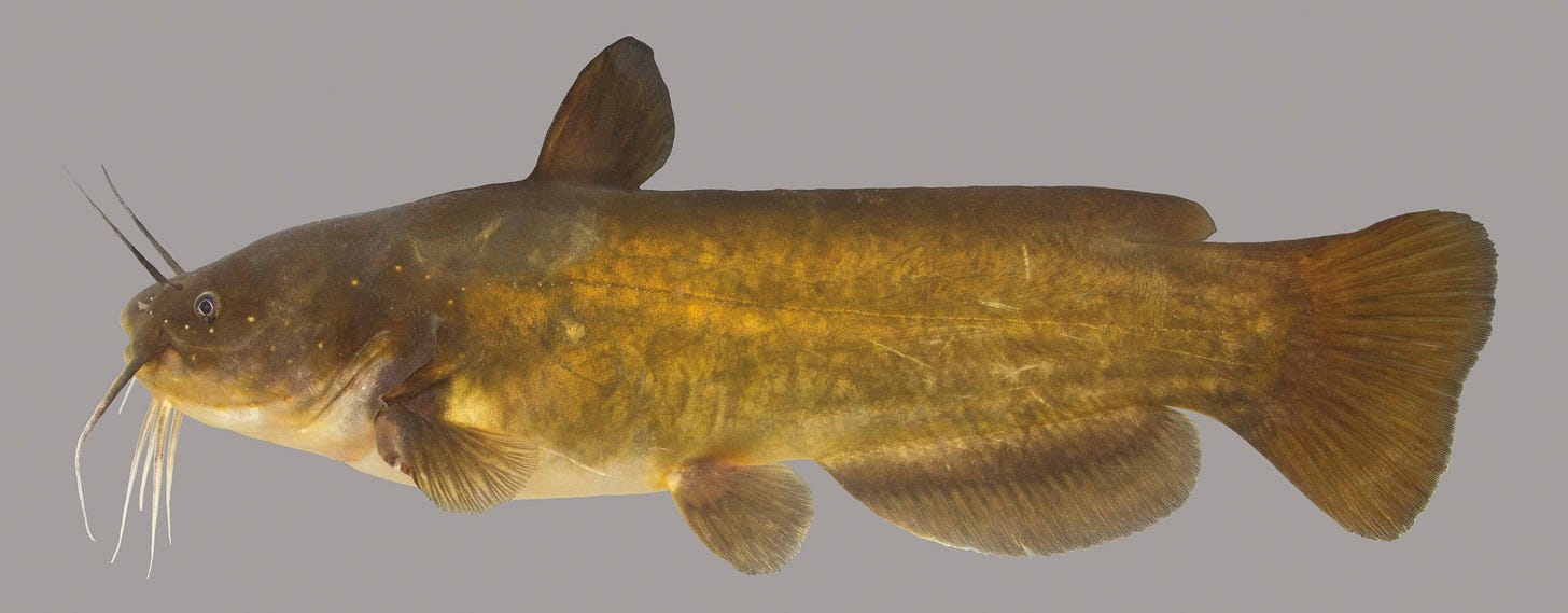 Yellow Bullhead – Discover Fishes