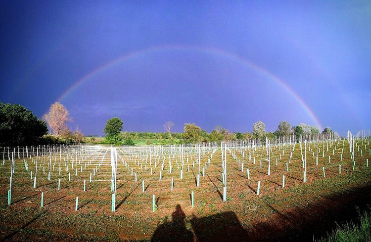 A rainbow spans new vineyard rows at Denny Bini's Podere Cipolla winery in Reggio Emilia. (Photo from the winery's Facebook page.)