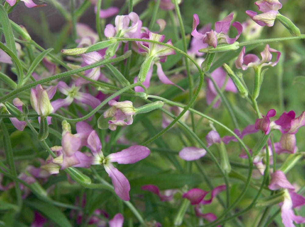 Matthiola Bicornis plants