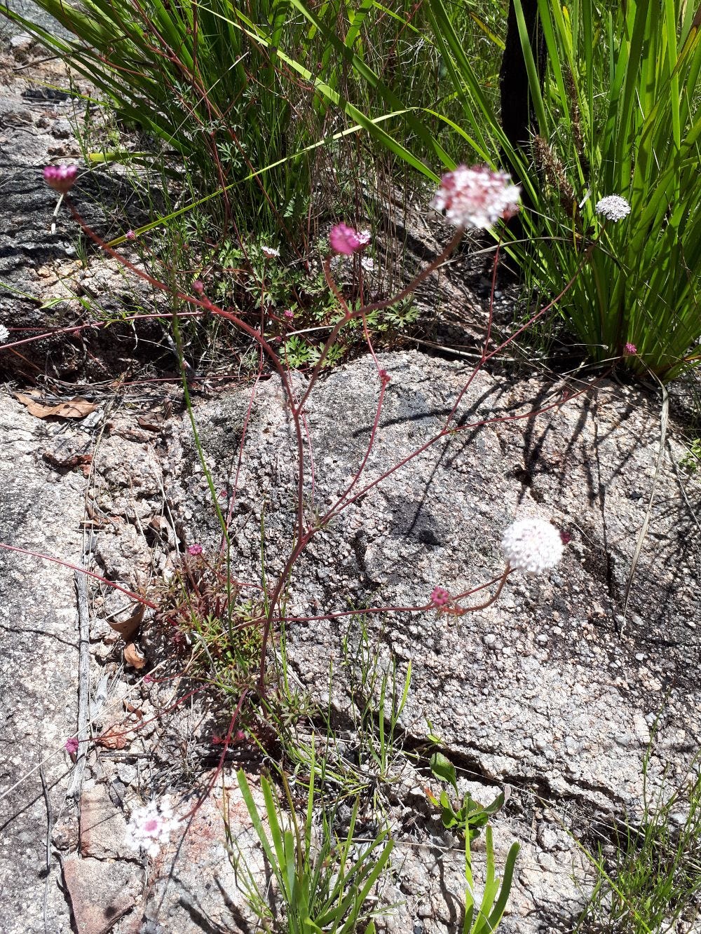 Trachymene incisa [plant & flower sml].jpg