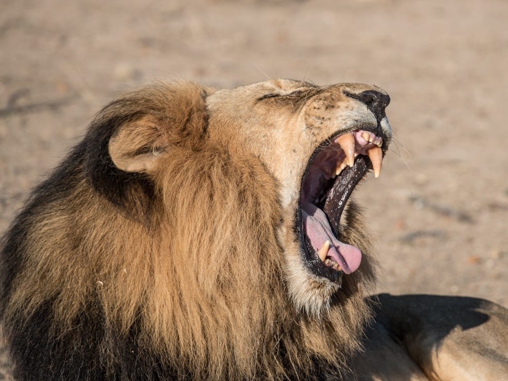 roaring lion photography