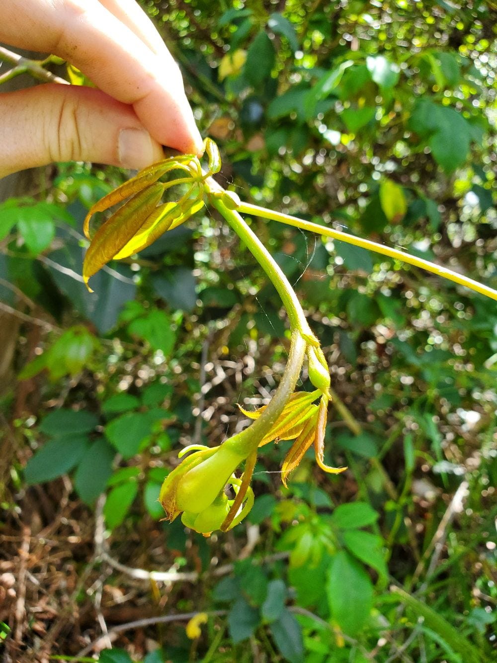 Cissus hypoglauca [new shoots] 20221211_142110 sml.jpg