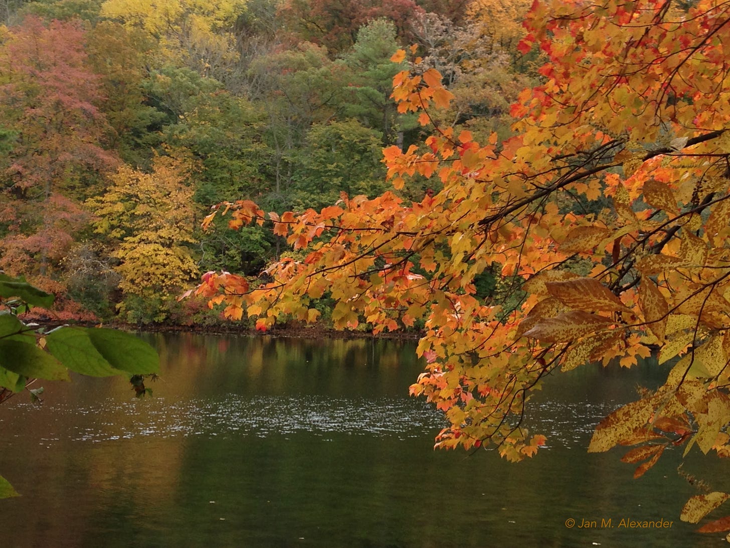 autumn trees over lake