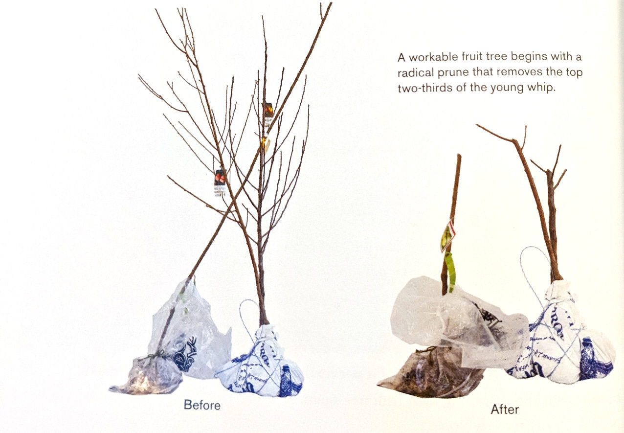 a 'before' and 'after' photo side-by-side. first photo shows two tree saplings in bags ready to plant. second photo shows trees cut much shorter to 25% of height.