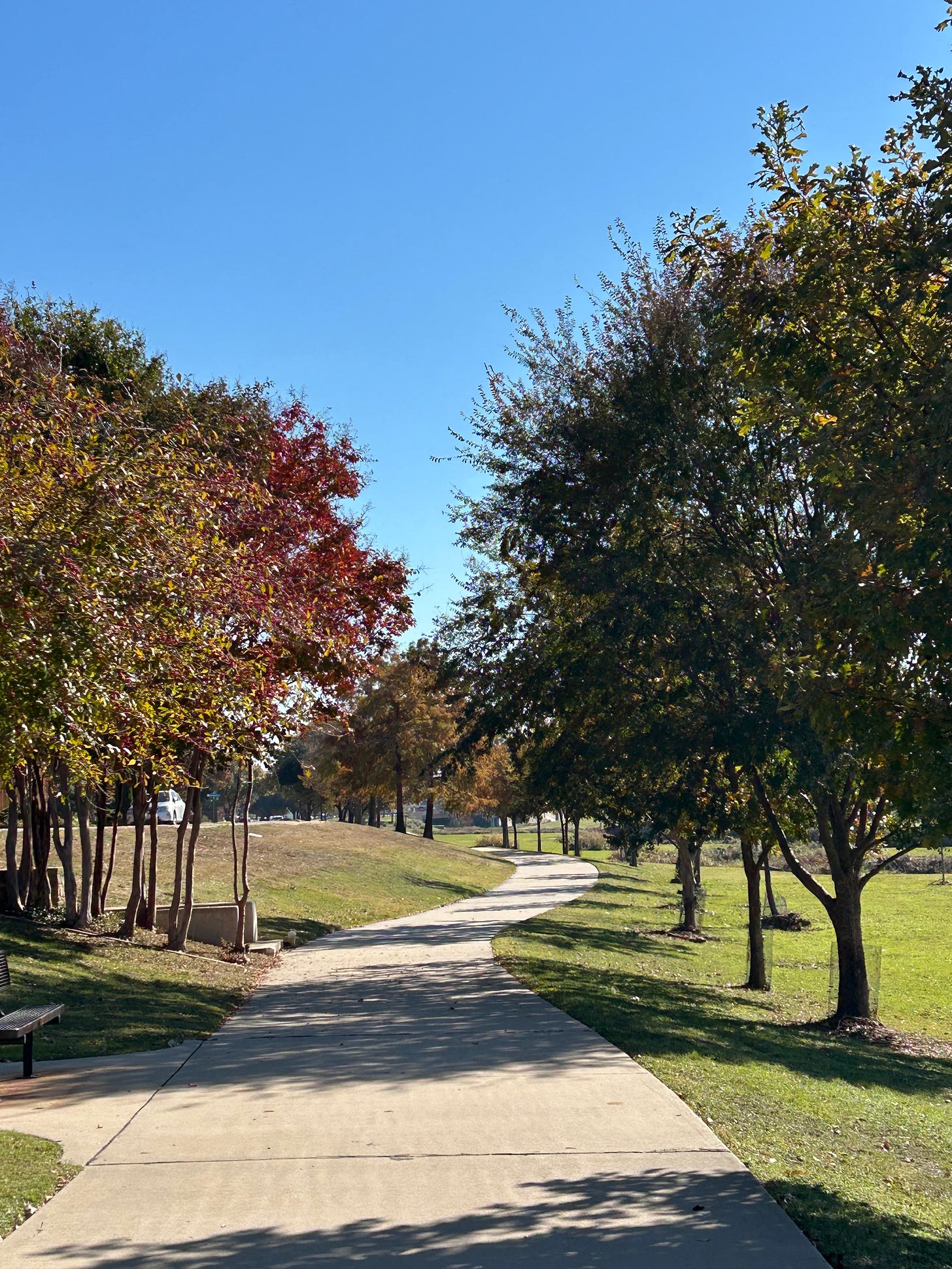 A photo of a winding sidewalk running between trees with leaves that are fall colors. The sky is clear and blue