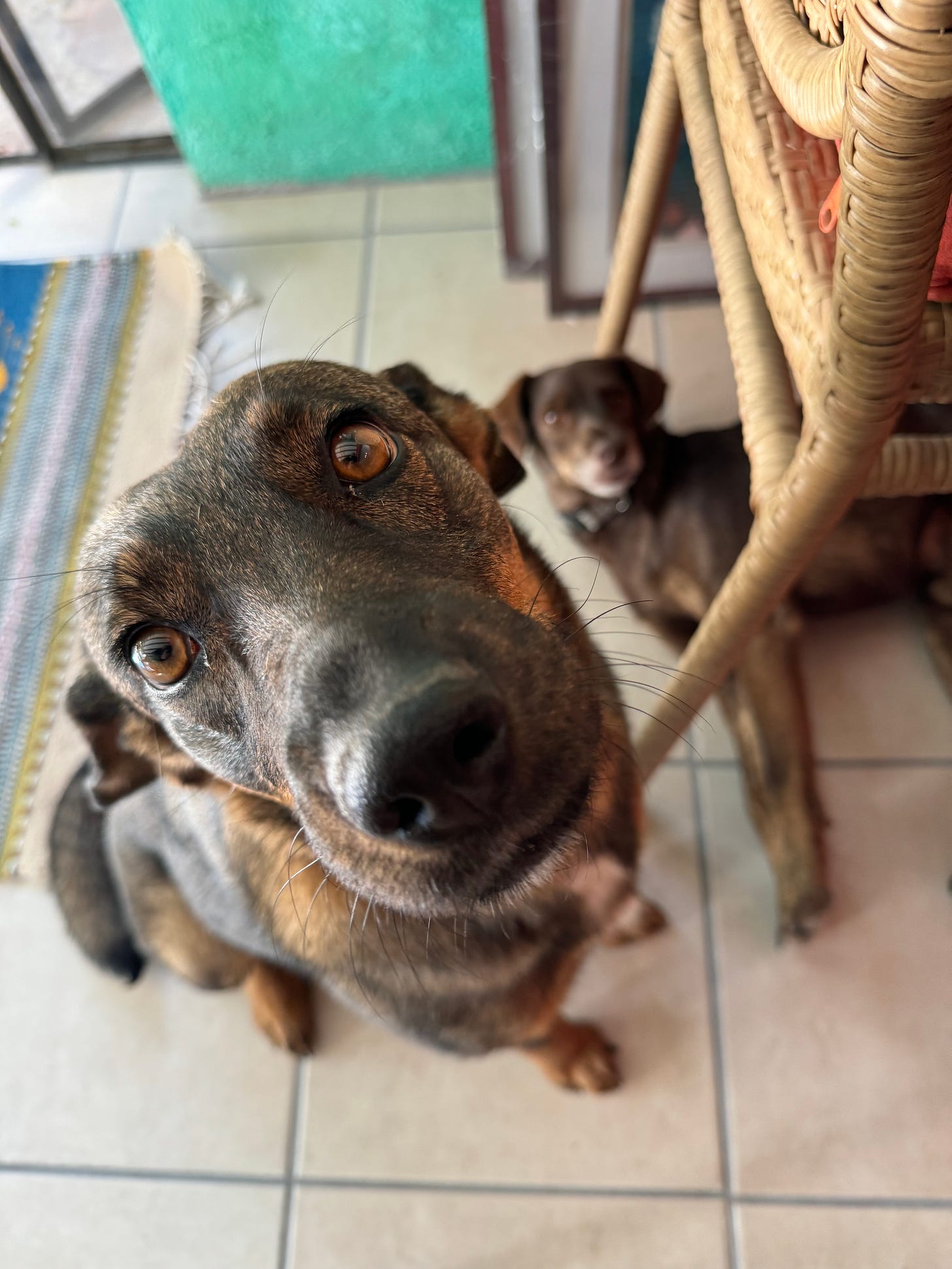 Our dogs Tigre and Loo, with Tigre taking up most of the image and Loo appearing blurred out in the background, sitting underneath a stool.