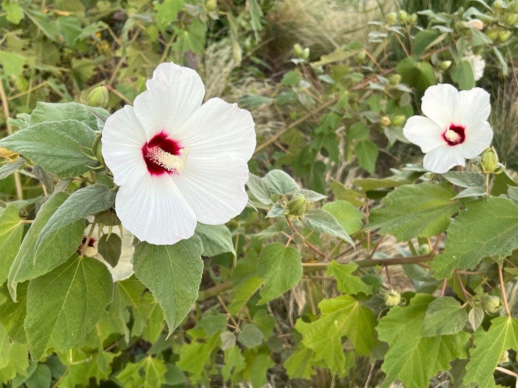 Hibiscus moscheutos 'Swamp rose mallow
