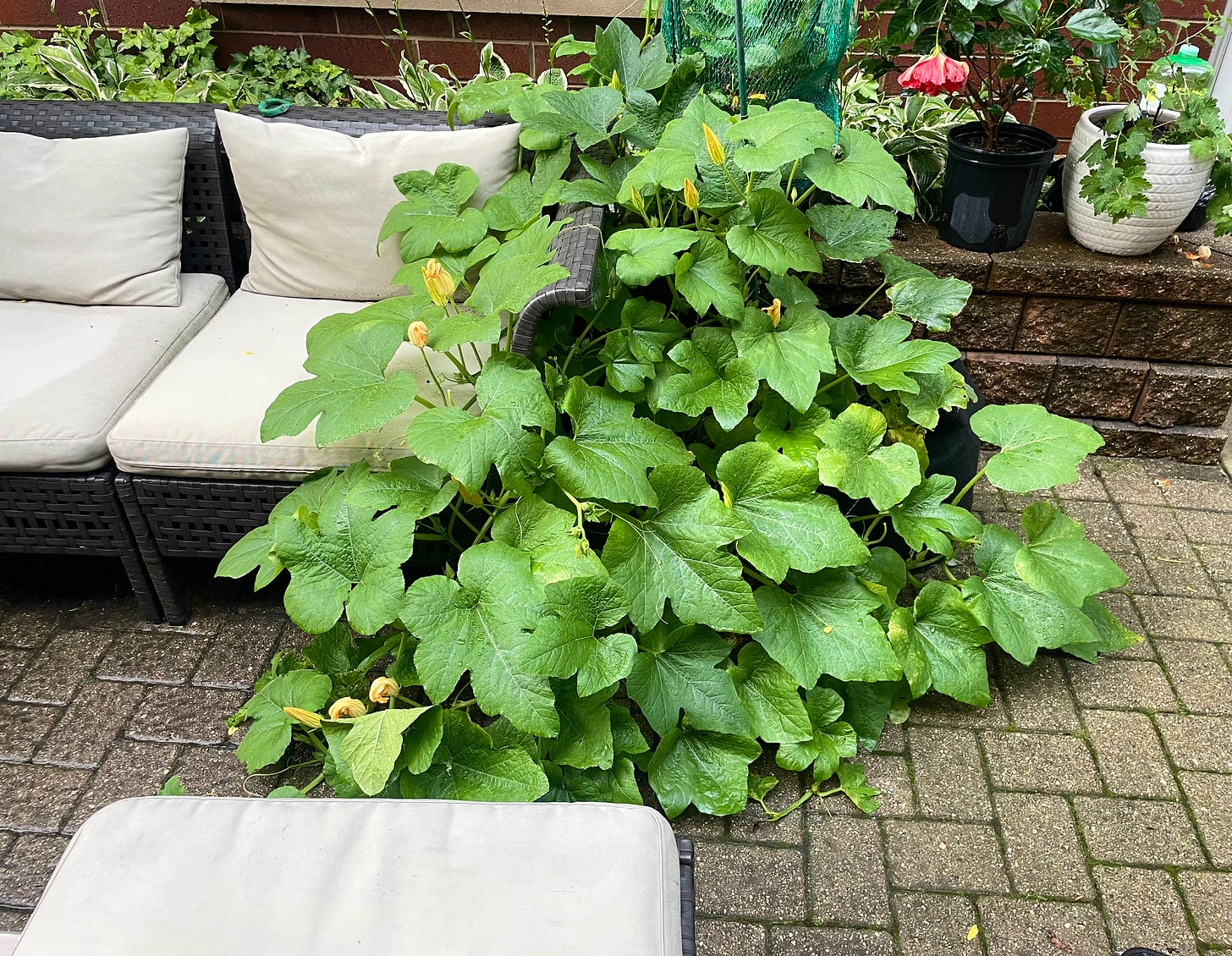 a many-leaved pumpkin plant growing on a porch next to a beige patio couch