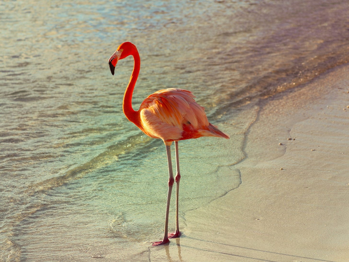 Incredible Discovery: Flamingo, Aged 70, Astonishes UK Nature Reserve by Laying First Egg!