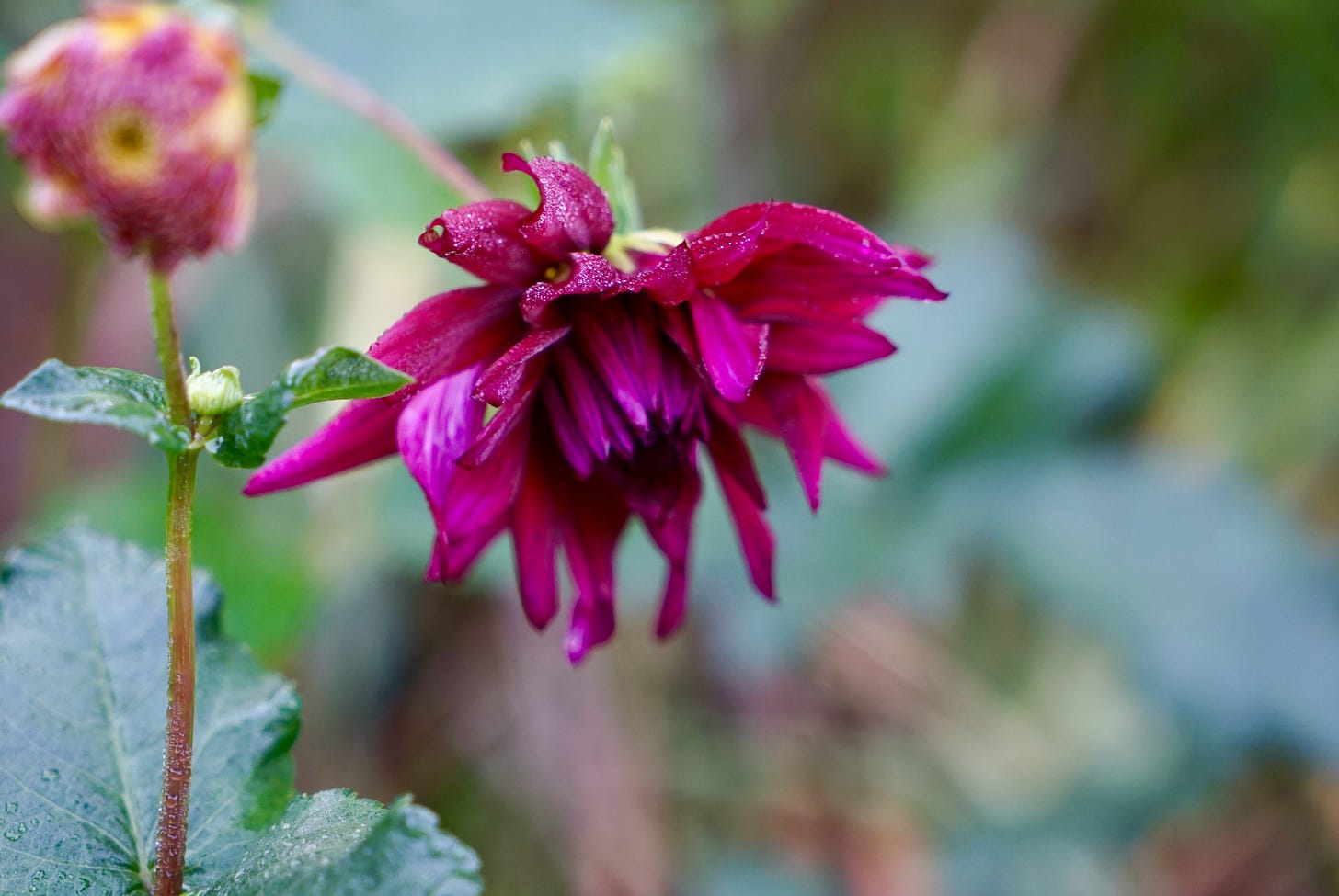 purple and peach flowers in a cottage garden