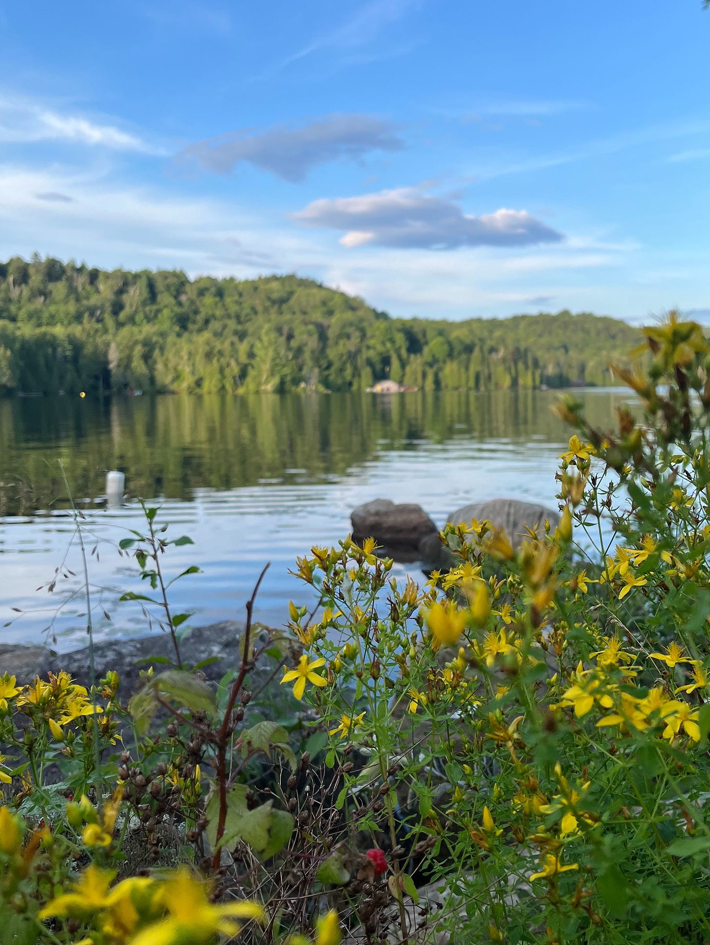 A lake on a clear, sunny day, with St. John’s wort and wild raspberries in the forefround.