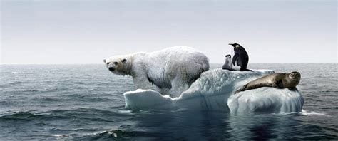 Melted glaciers due to Global Warming. Polar bear, penguin and seal on ice from the glacier. 
