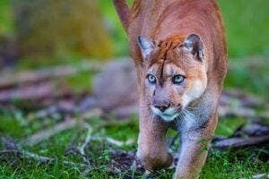 The Florida panther’s population reached a dangerously low number of only 30 panthers in the 1970s and 1980s, which led to inbreeding and producing offspring with genetic problems. Photo credit: Adobe Stock