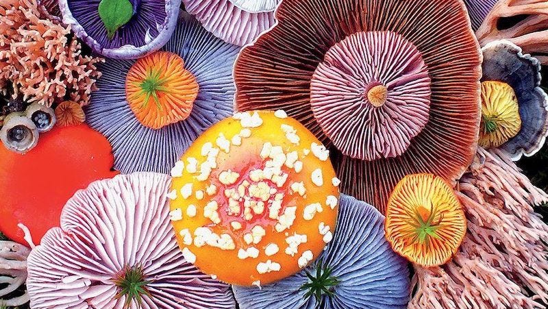 Fabulous Fungi: On the Endless Possibilities of the Mushroom ‹ Literary Hub
