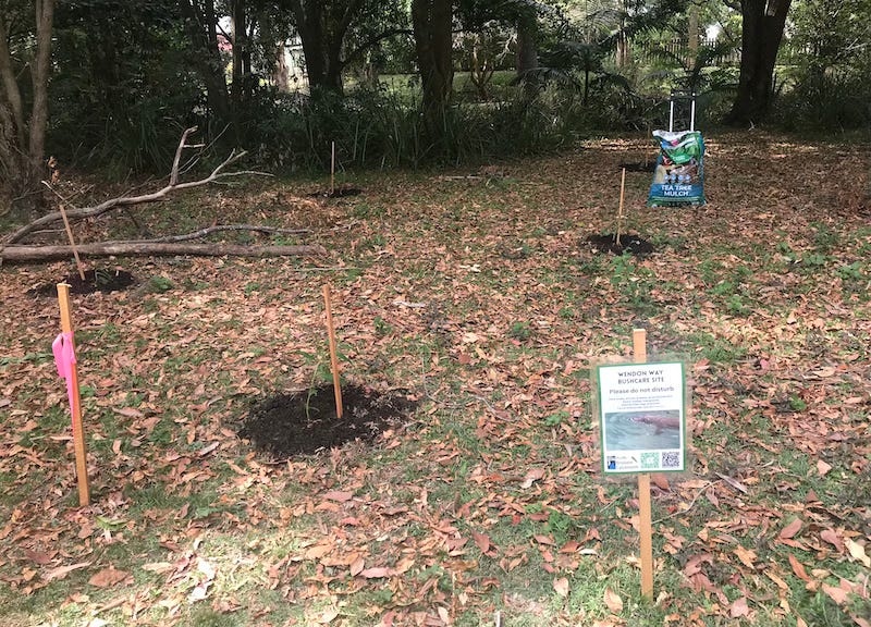 photo of bushland with some stakes where new trees have been planted