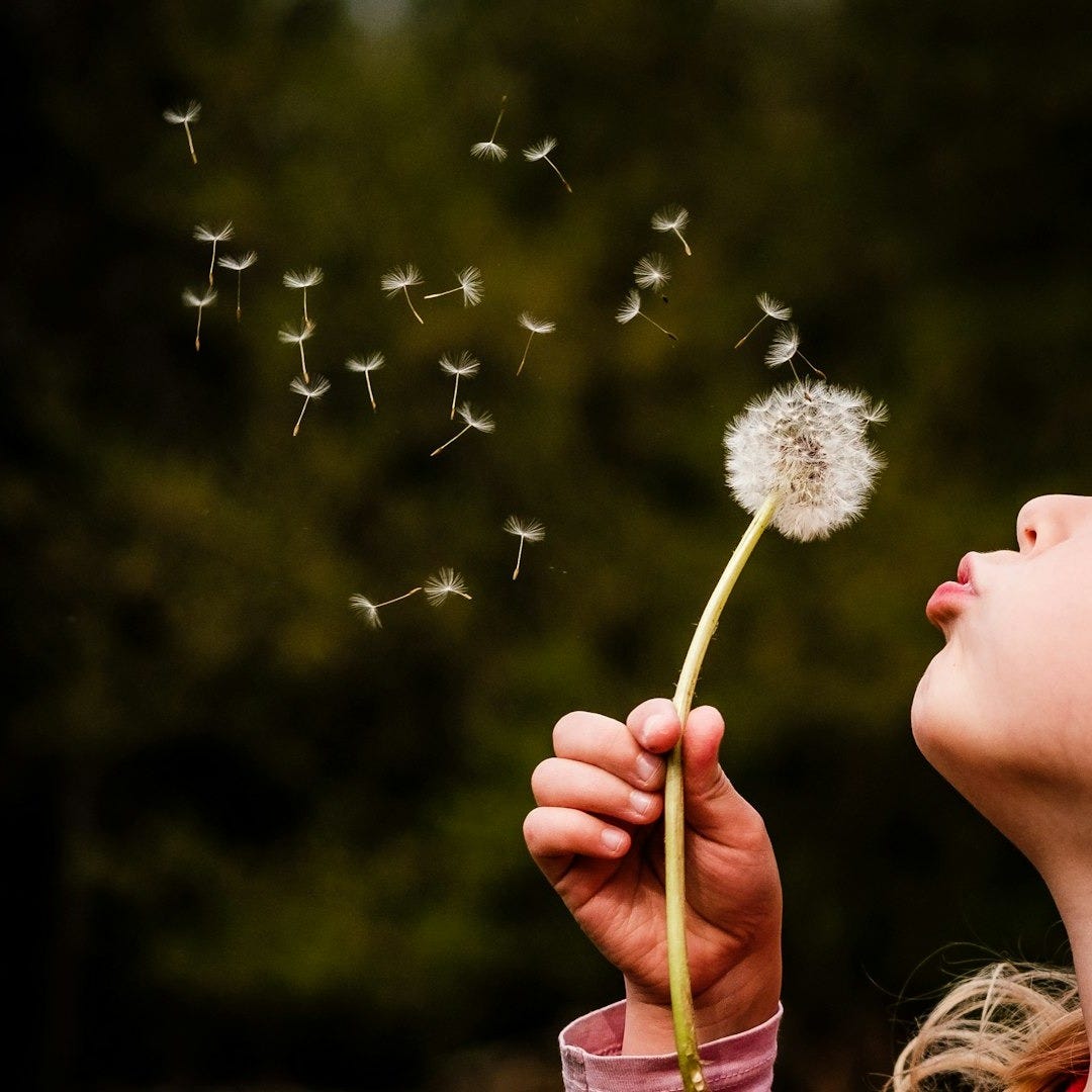 person holding white dandelion flower person holding white dandelion flower