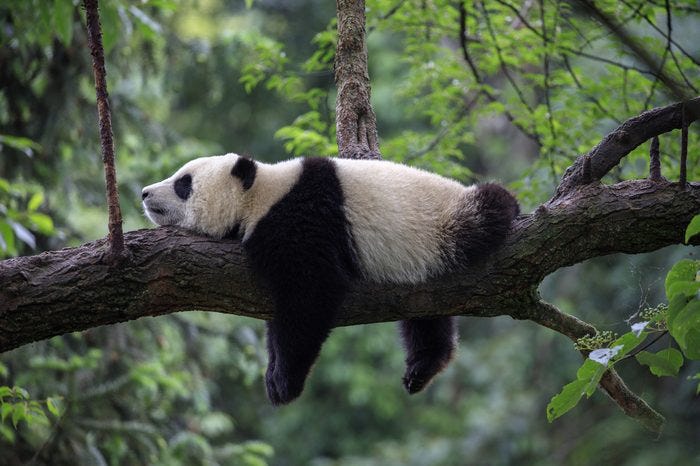 Fun Panda Facts (with Pictures!) | Reader's Digest