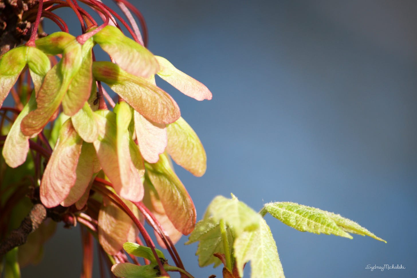 Shimmery pink and green maple samaras cluster with early leaves.