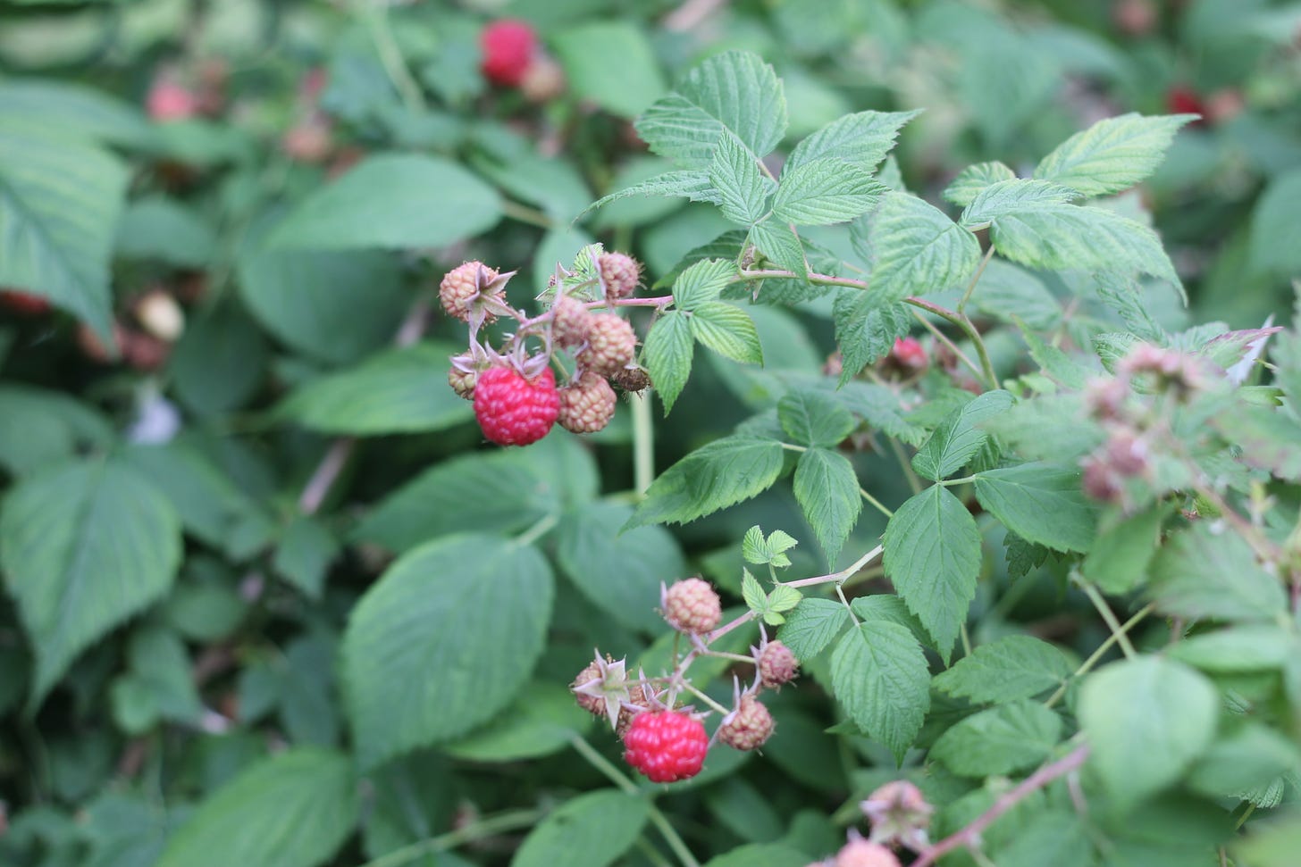 Raspberries on a branch, some red and ripe, others smaller and pale pink