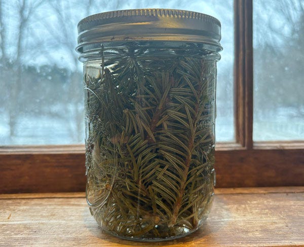 A mason jar filled with evergreen needles and vinegar sits on a brown windowsill