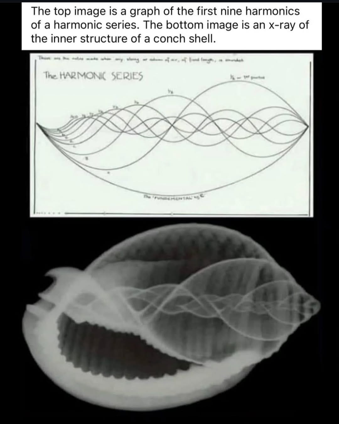 The Harmonic Series Found in a Conch Shell The Harmonic Series Found in a Conch Shell