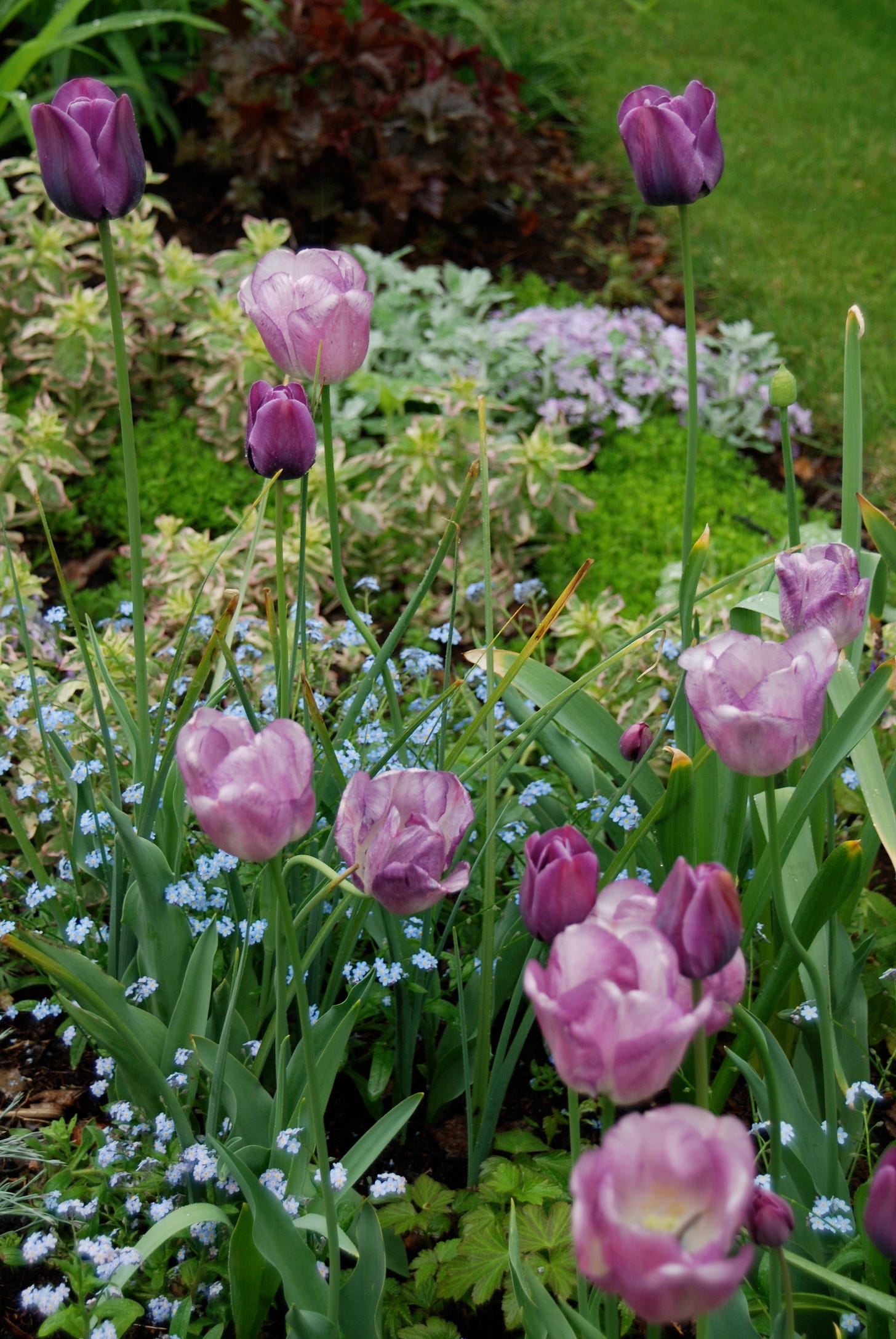 One of my favorite tulip combinations of all time: early Tulip ‘Shirley’ and later ‘Cum Laude’ bloom above a patchwork of perennials and biennials in our first garden, Gilmore Gardens: Heuchera, Sedum, Lysimachia punctata 'Alexander', Moss Phlox, Anemones, and Forget-me-nots.