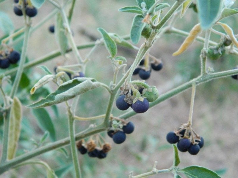 Solanum chenopodioides [foliage & matte berries - ATLAS - R. Callaway, 2016].jpeg
