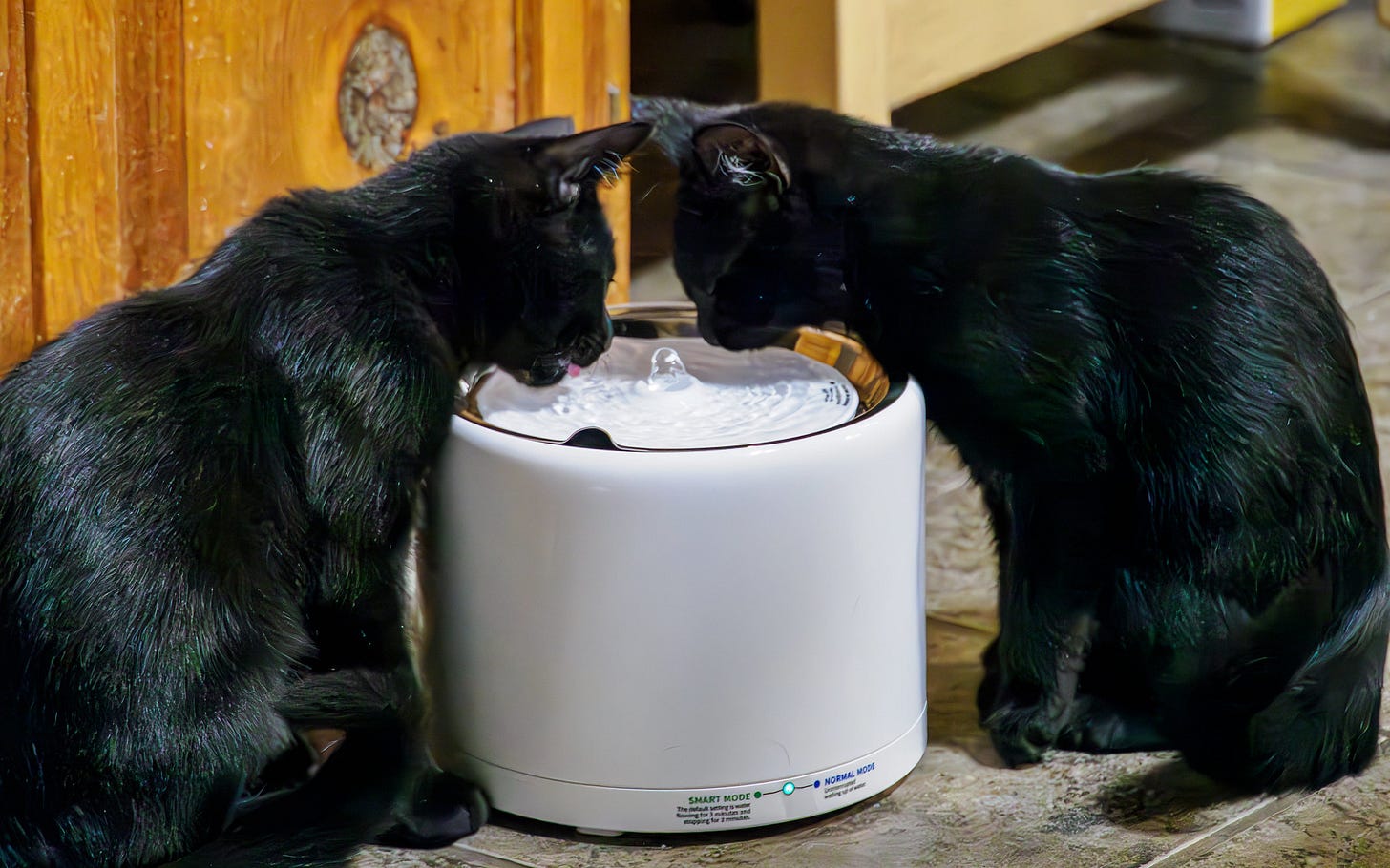 Cats drinking from fountain