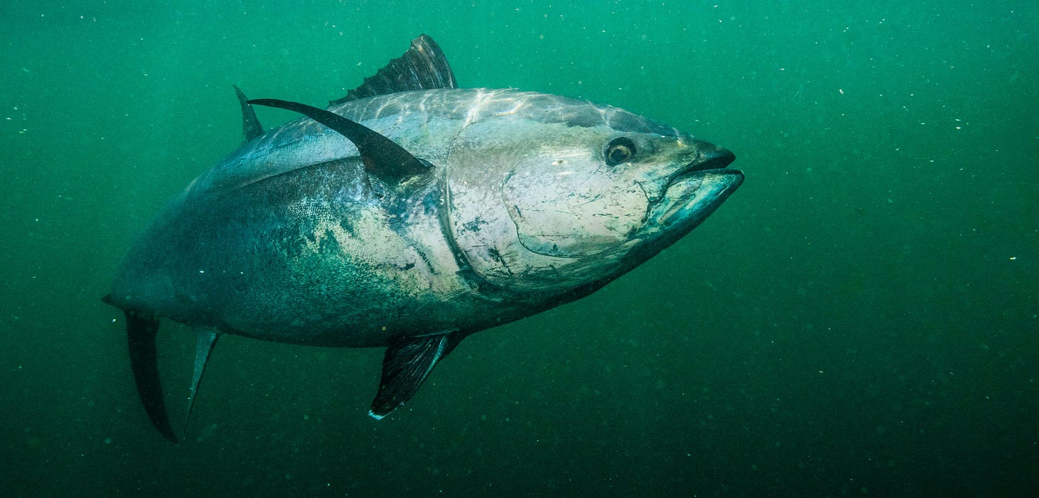 Tuna's Last Stand | Hakai Magazine