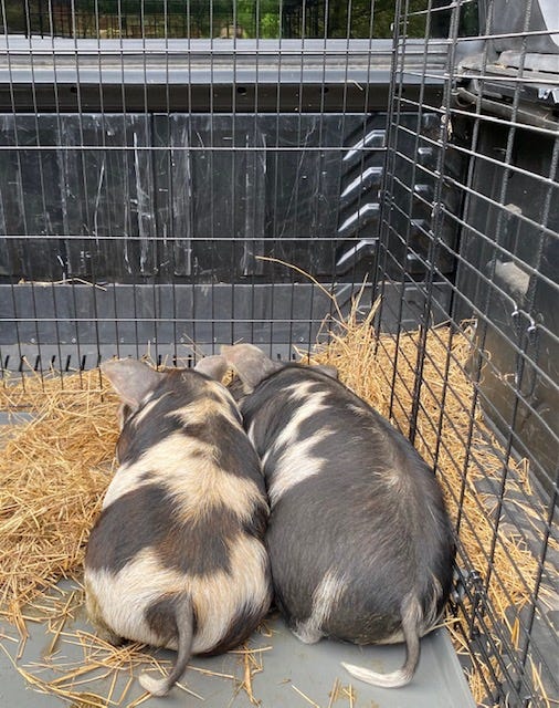 two piglets in crate