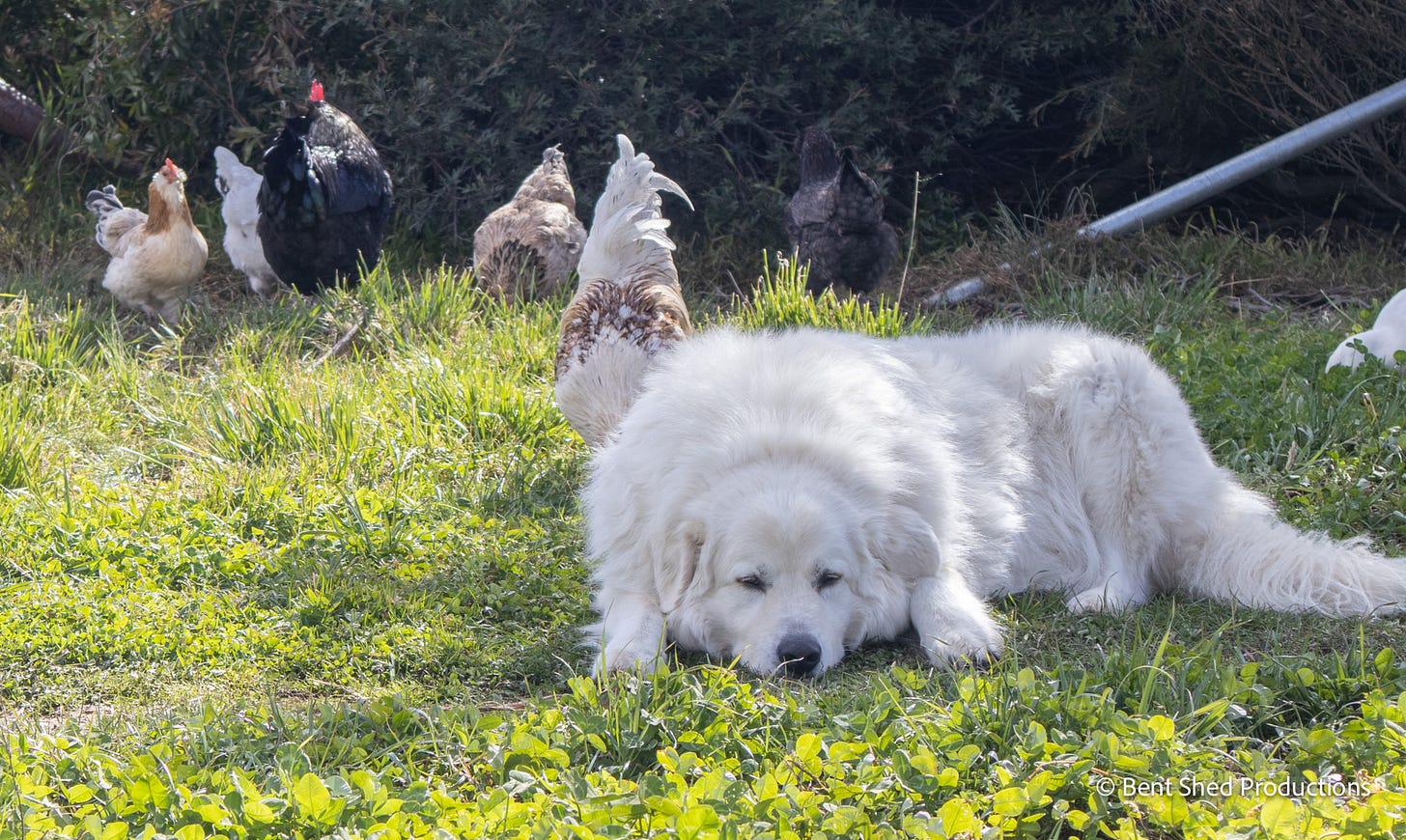 A large white dog lies calmly in front of a group of chickens