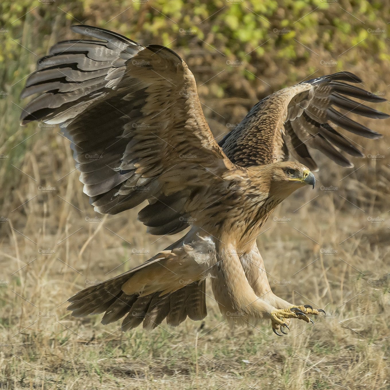 spanish imperial eagle | High-Quality Animal Stock Photos ~ Creative Market