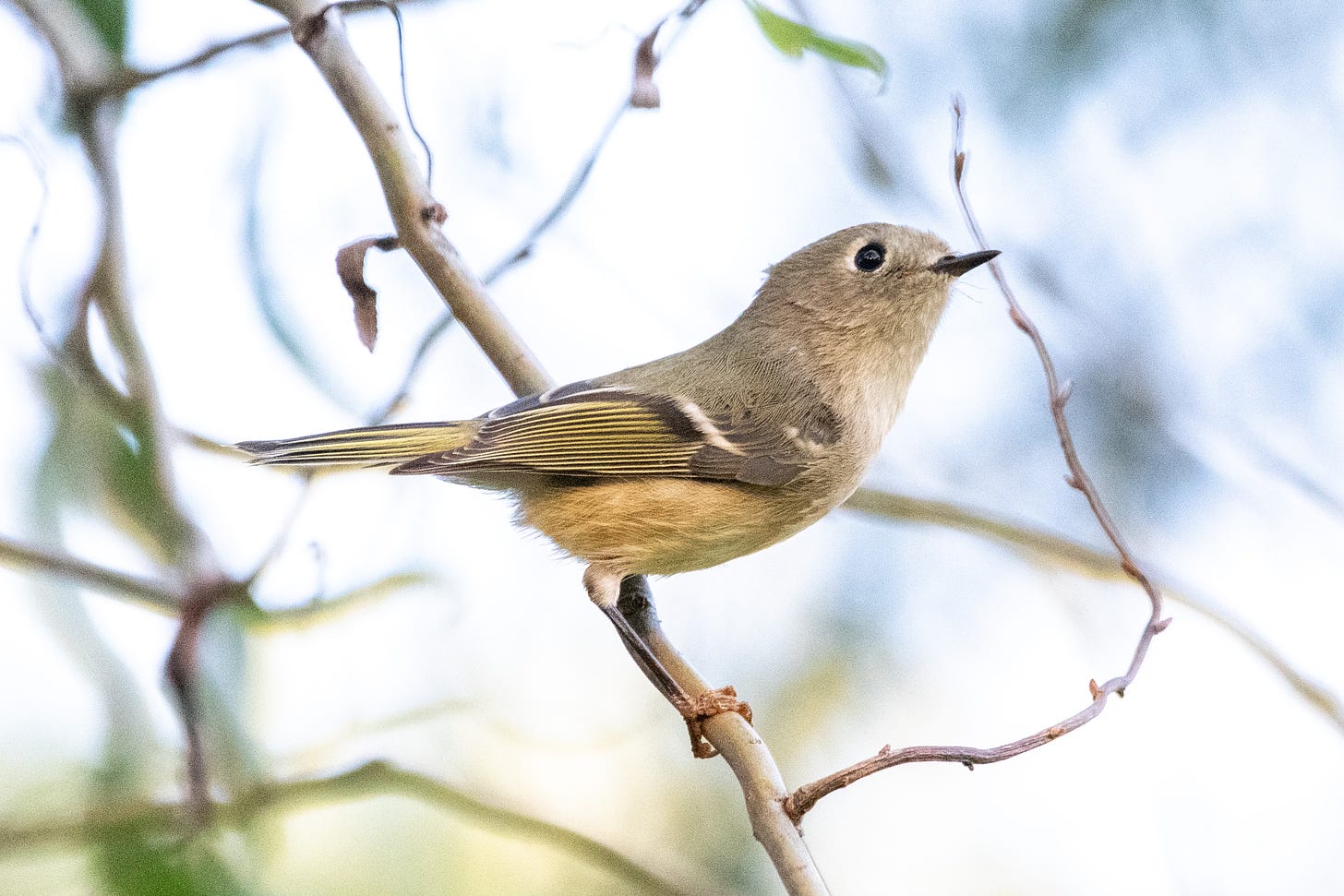A ruby-crowned kinglet, looking like a very preux chevalier