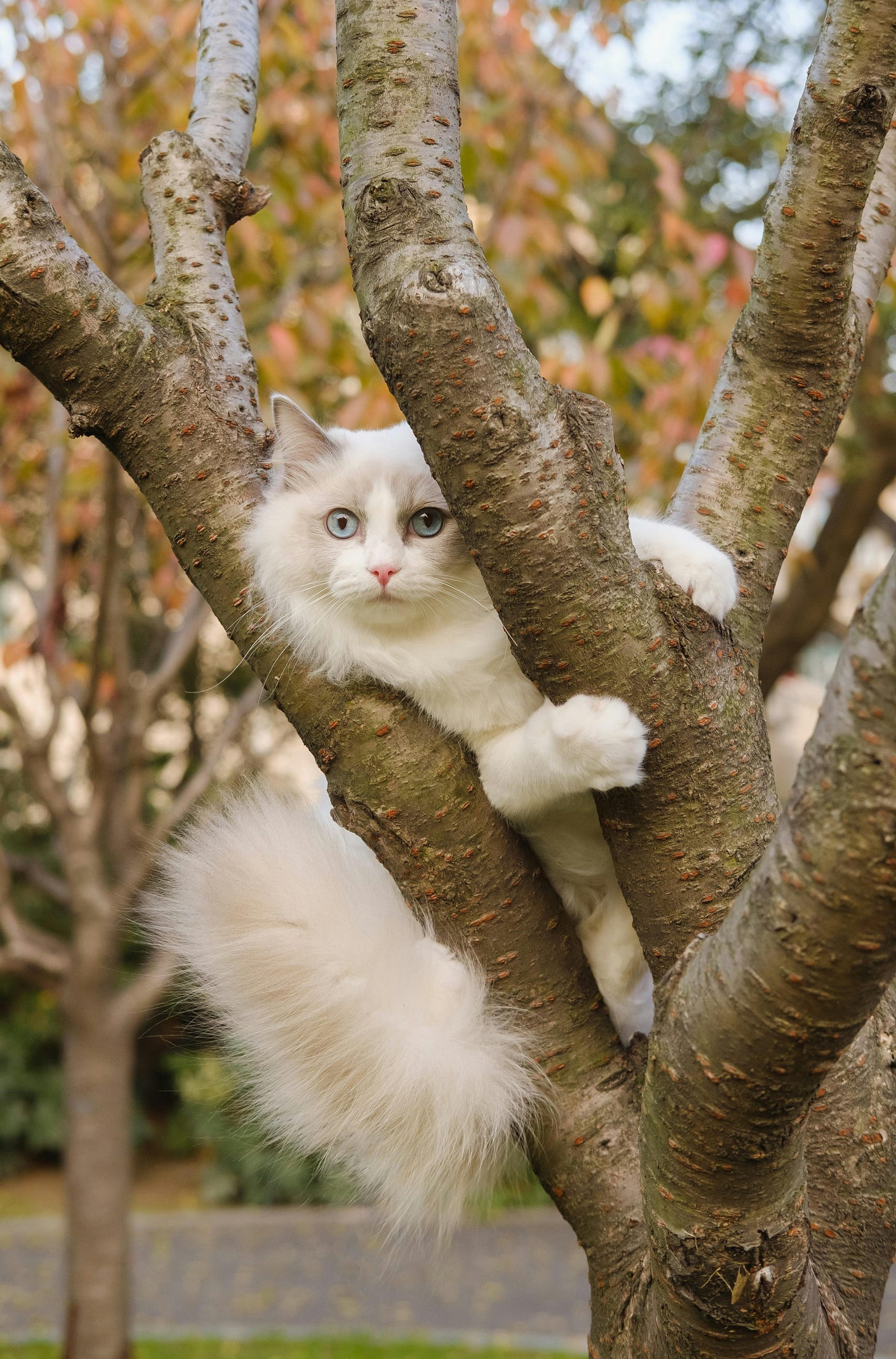 White fluffy cat in a tree